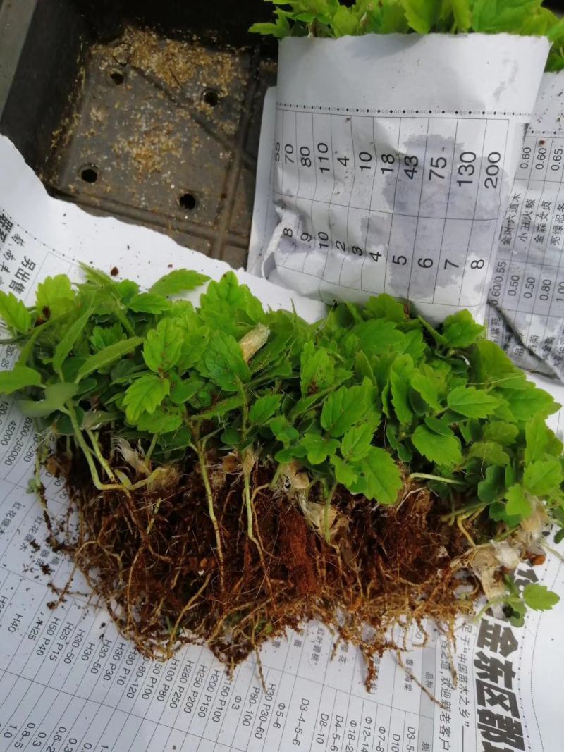 黄花风铃木苗多花风铃木庭院盆栽绿化苗木开花植物