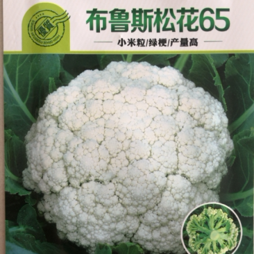 山东蔬菜种子有机青梗松花散花菜种子65天耐热高产籽