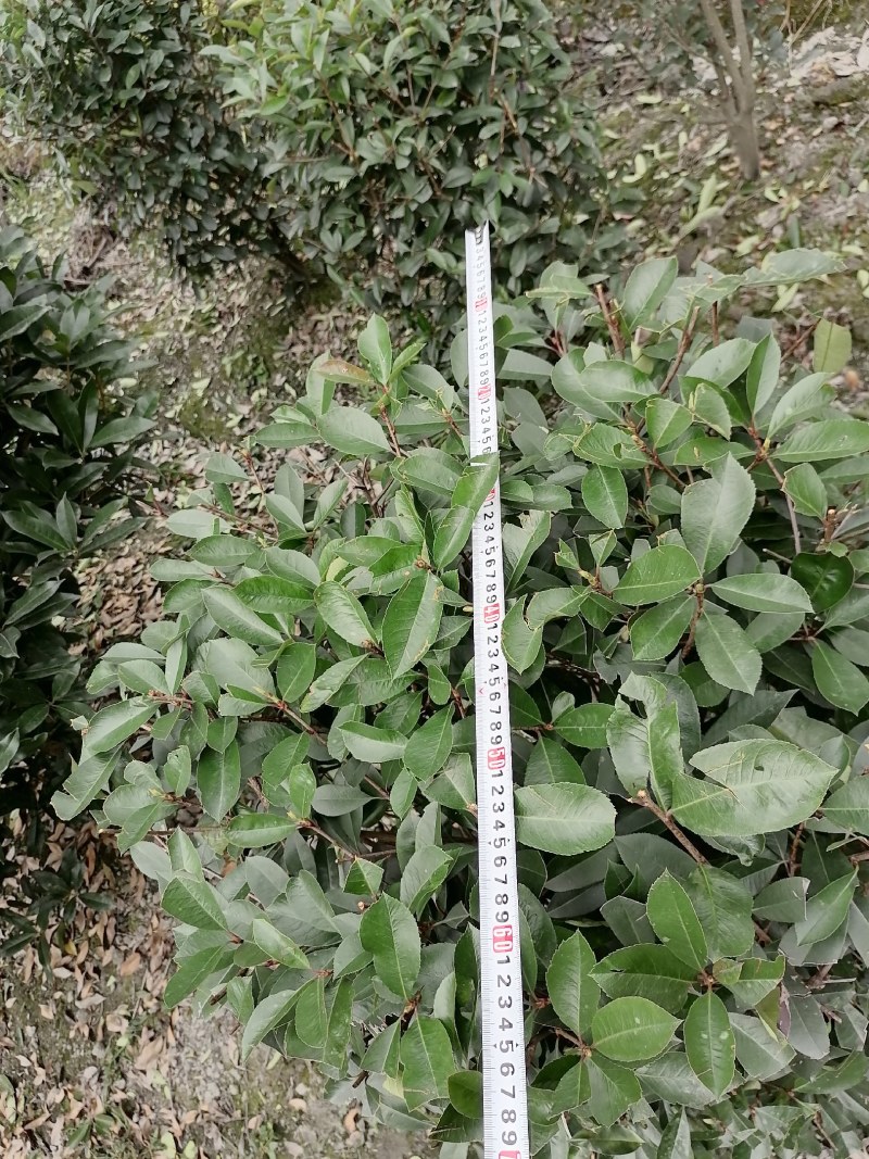 红叶石楠柱，100-300公分高都有货。