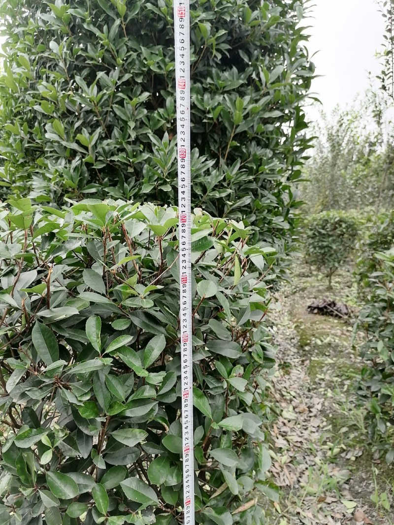 红叶石楠柱，100-300公分高都有货。