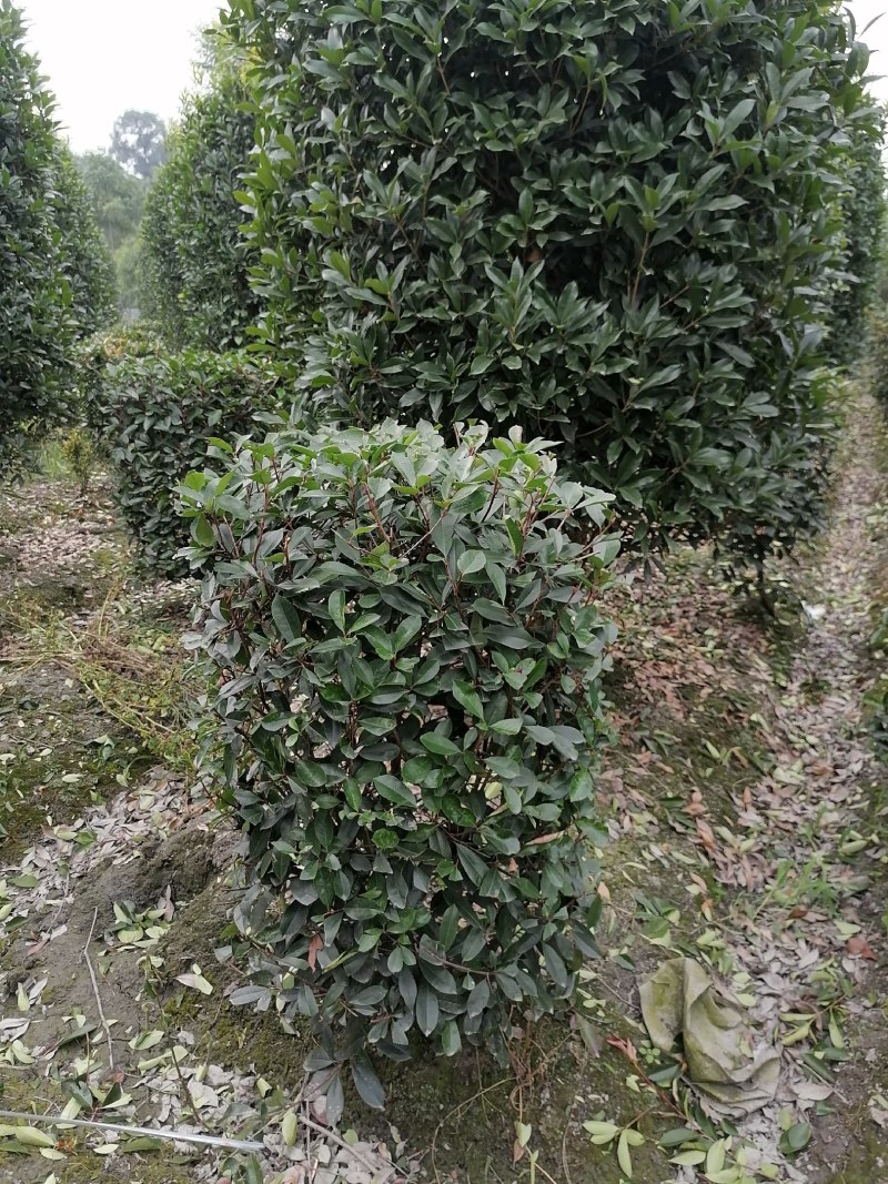 红叶石楠柱，100-300公分高都有货。