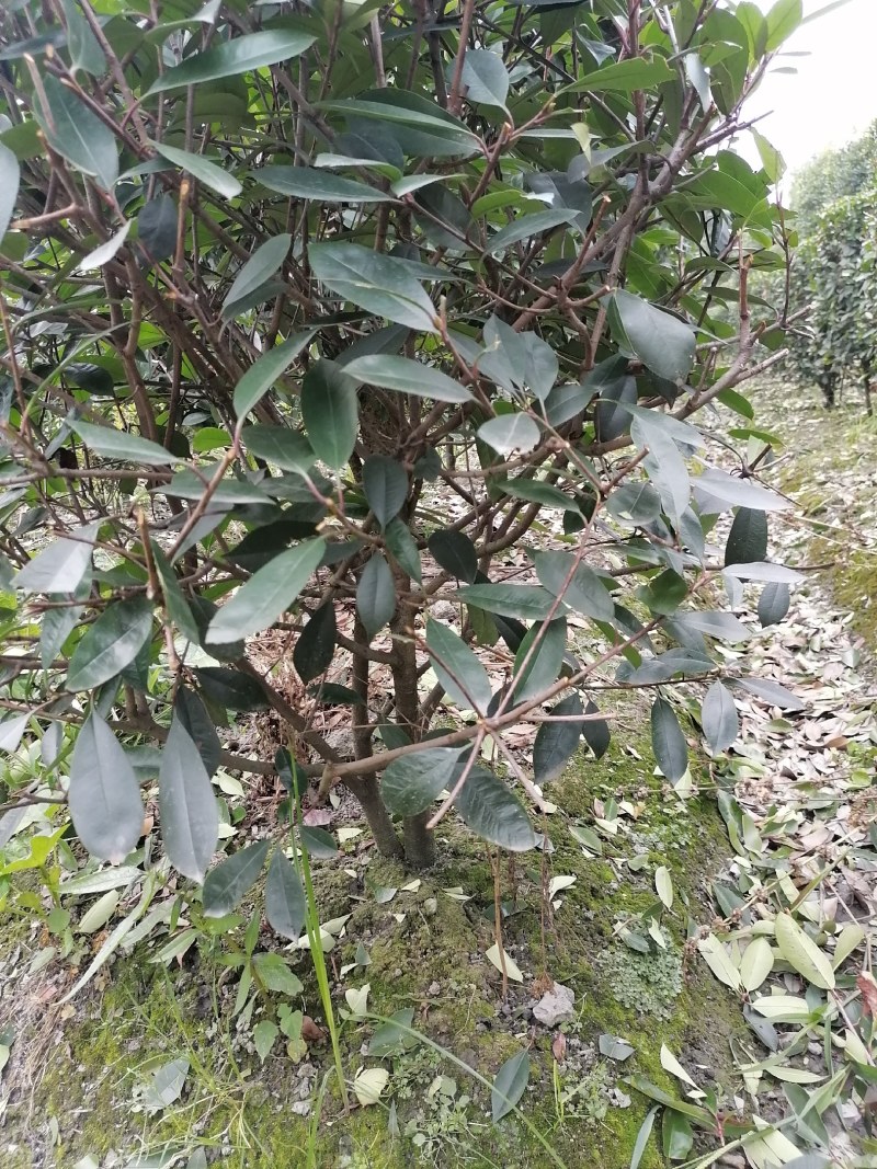 红叶石楠柱，100-300公分高都有货。