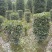 红叶石楠柱，100-300公分高都有货。