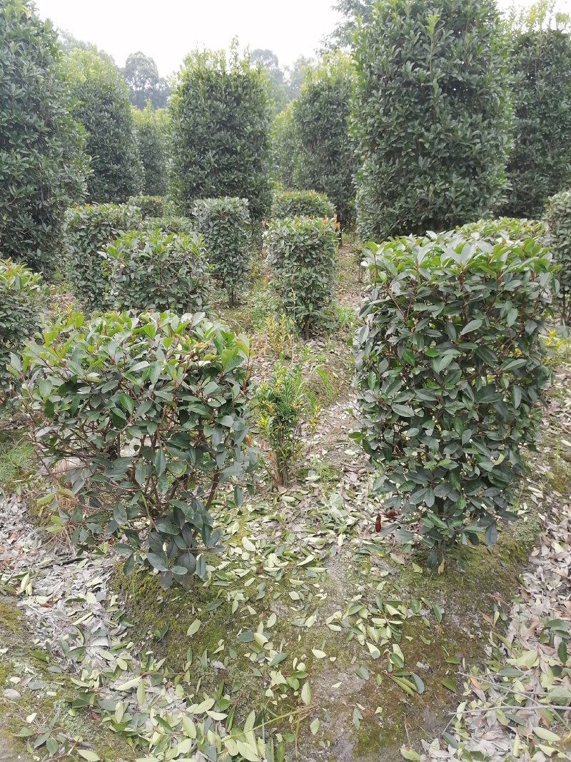 红叶石楠柱，100-300公分高都有货。