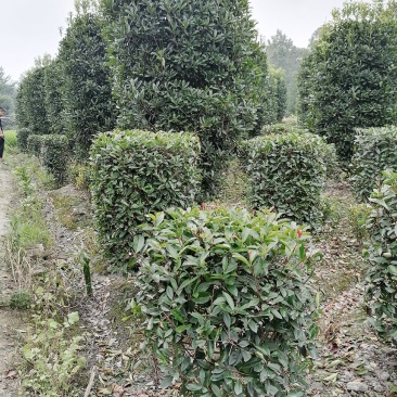 红叶石楠柱，100-300公分高都有货。