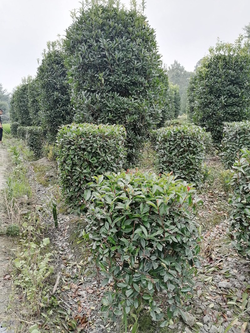 红叶石楠柱，100-300公分高都有货。