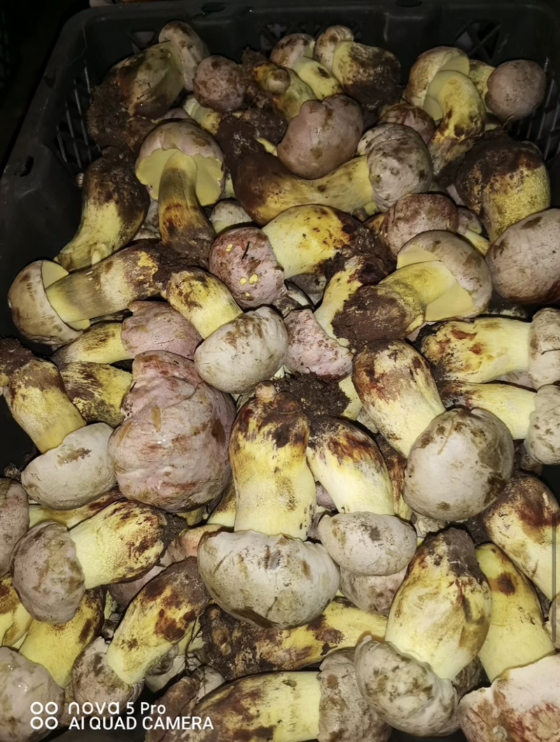 白葱菌粉菌见手青牛肝菌精品