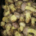 白葱菌粉菌见手青牛肝菌精品