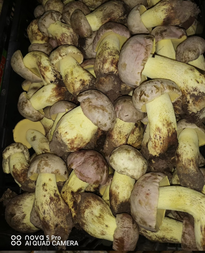 白葱菌粉菌见手青牛肝菌精品