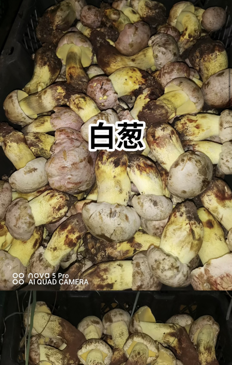 白葱菌粉菌见手青牛肝菌精品