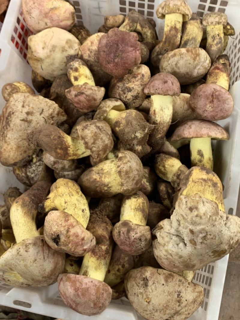 白葱菌粉菌见手青牛肝菌精品