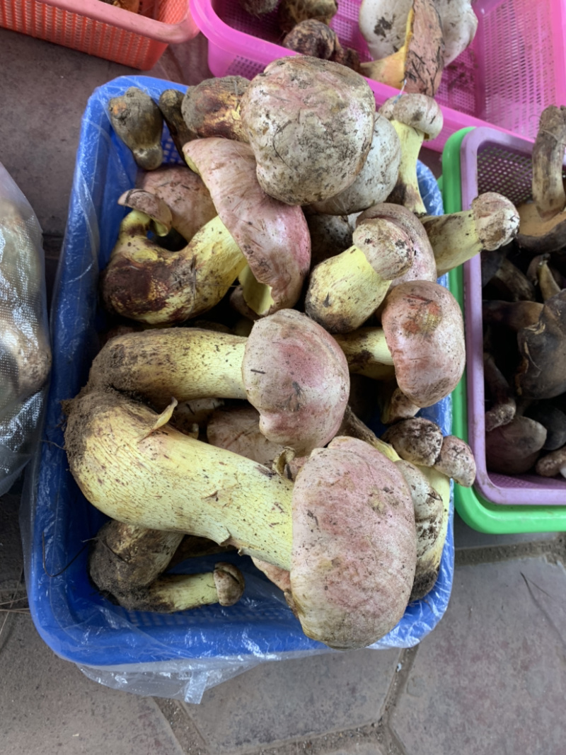 白葱菌粉菌见手青牛肝菌精品