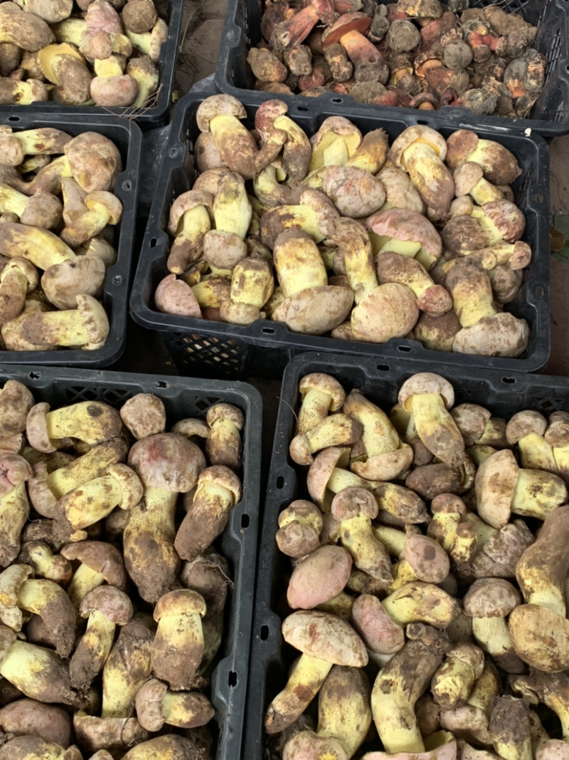 白葱菌粉菌见手青牛肝菌精品