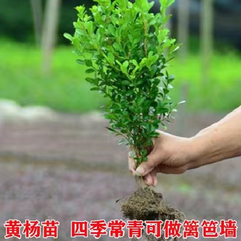 绿化小叶黄杨苗瓜子黄杨苗金边黄杨庭院。一手货源。基地直发