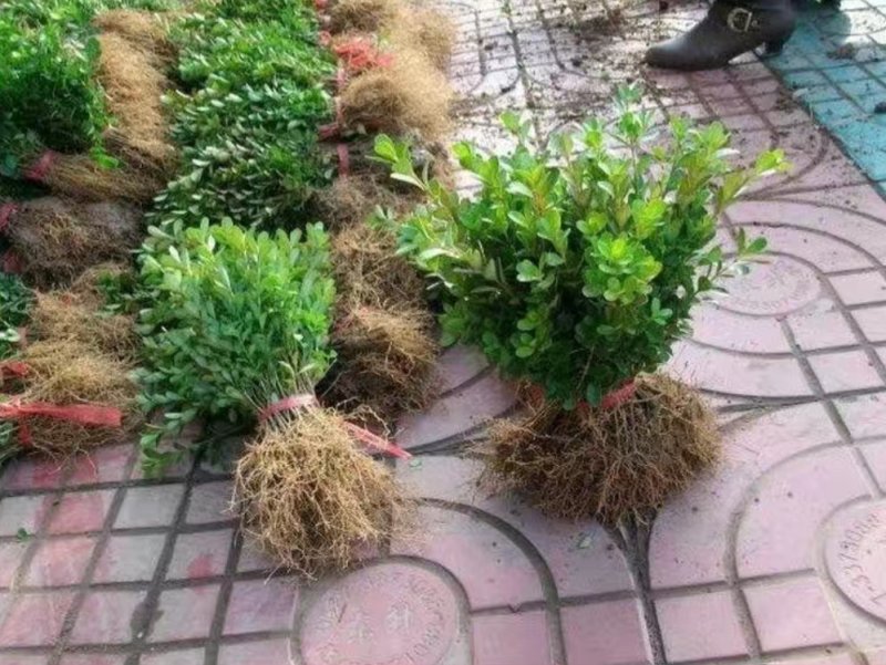 绿化小叶黄杨苗瓜子黄杨苗金边黄杨庭院。一手货源。基地直发