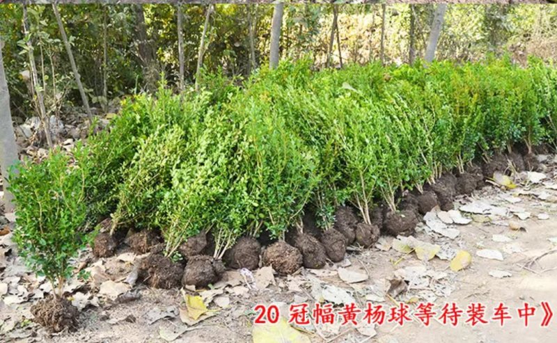 绿化小叶黄杨苗瓜子黄杨苗金边黄杨庭院。一手货源。基地直发