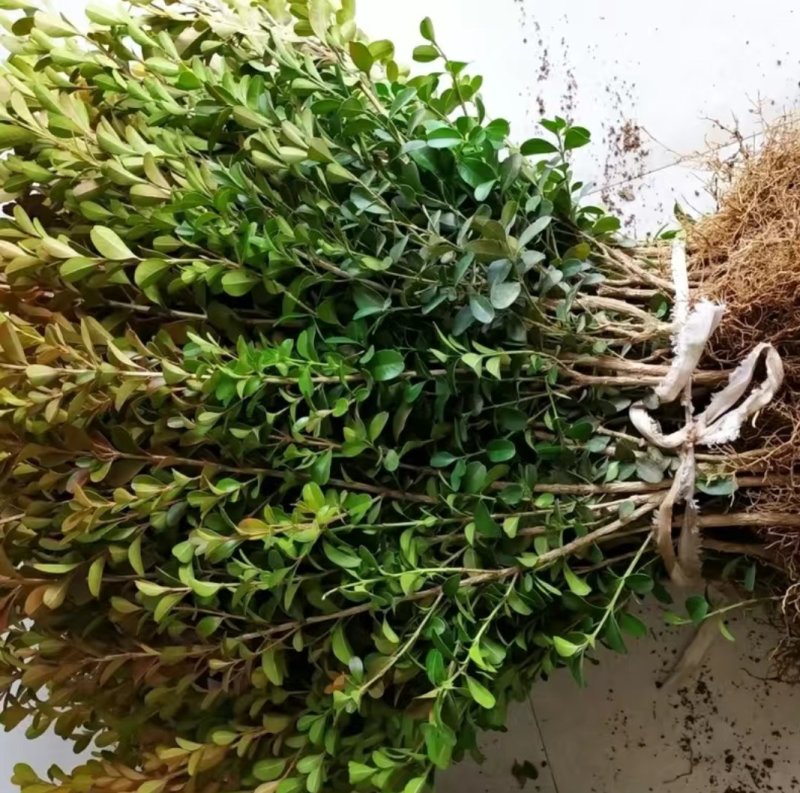 绿化小叶黄杨苗瓜子黄杨苗金边黄杨庭院。一手货源。基地直发