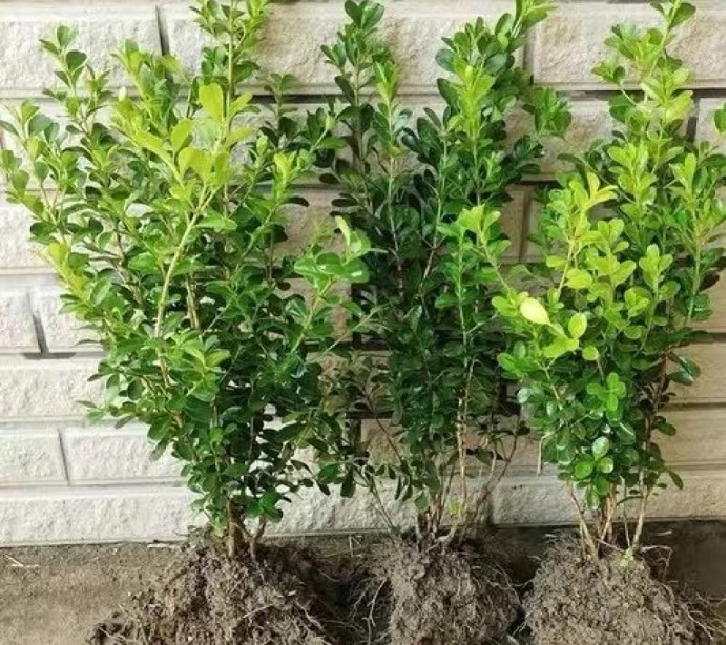 绿化小叶黄杨苗瓜子黄杨苗金边黄杨庭院。一手货源。基地直发