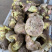 白葱菌粉菌见手青牛肝菌精品