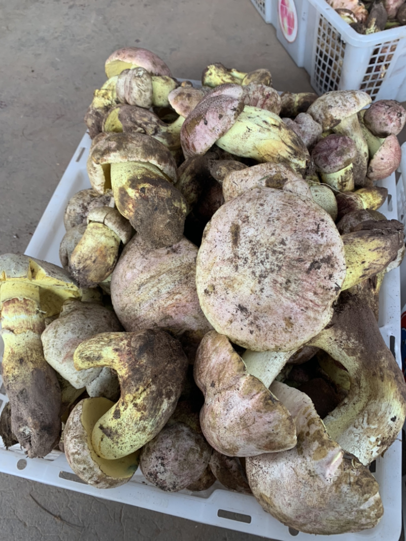 白葱菌粉菌见手青牛肝菌精品