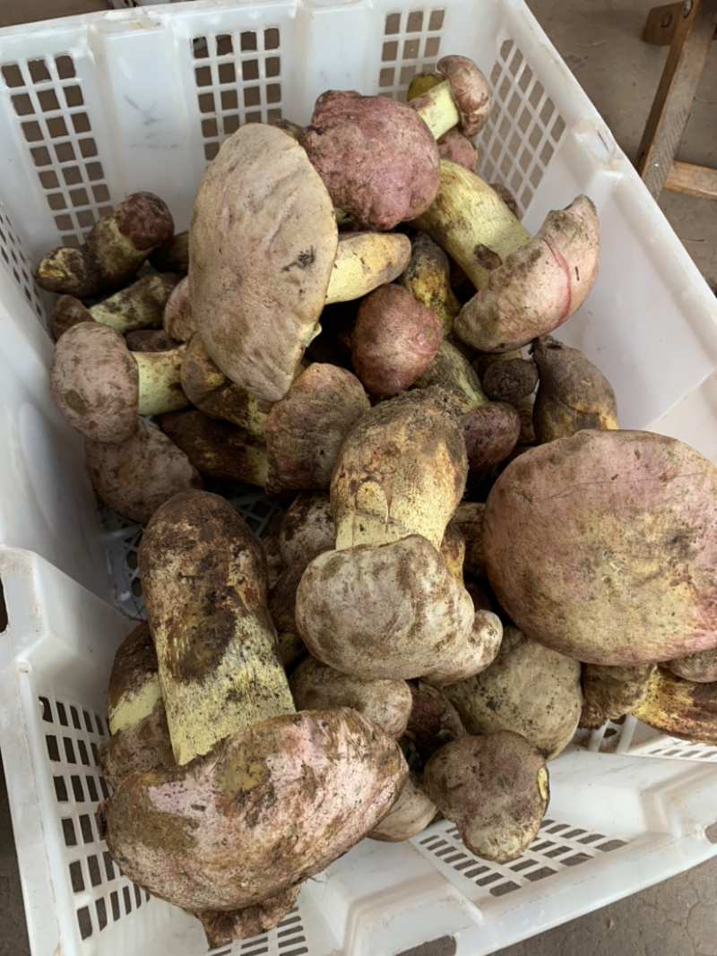 白葱菌粉菌见手青牛肝菌精品