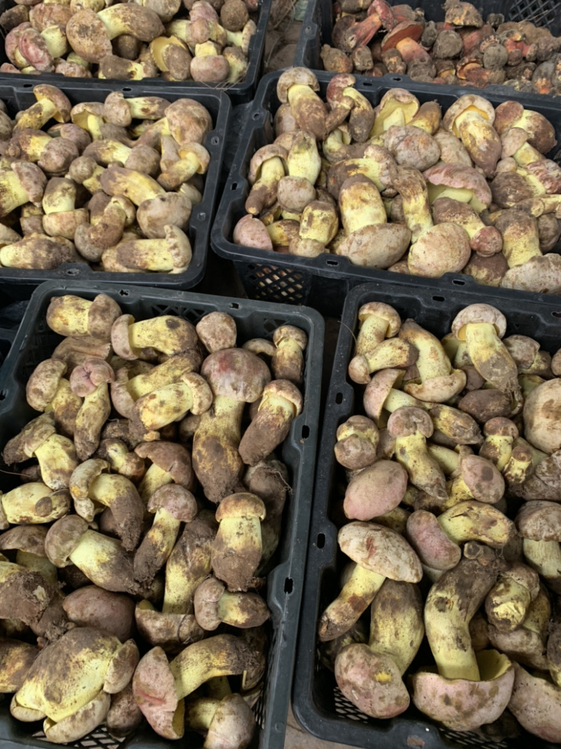 白葱菌粉菌见手青牛肝菌精品