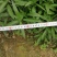 兰花草小杯苗40-50公分
