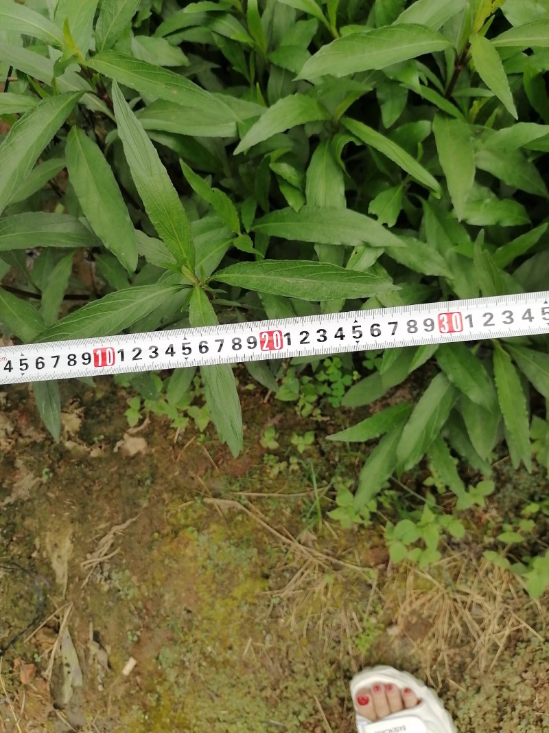 兰花草小杯苗40-50公分