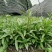 兰花草小杯苗40-50公分