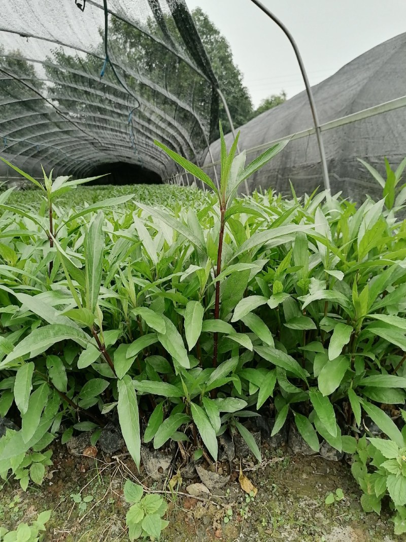 兰花草小杯苗40-50公分