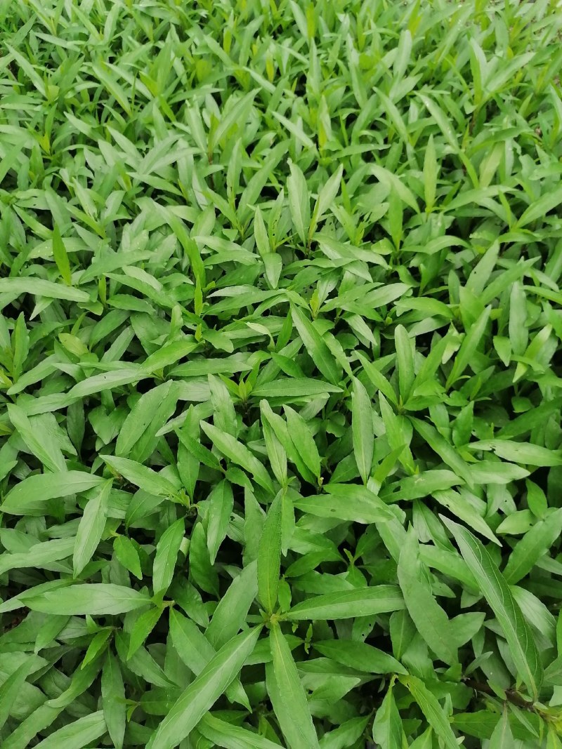 兰花草小杯苗40-50公分