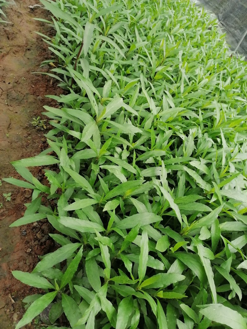 兰花草小杯苗40-50公分
