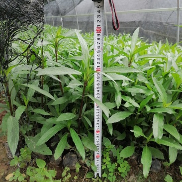 兰花草小杯苗40-50公分