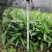 兰花草小杯苗40-50公分