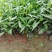 兰花草小杯苗40-50公分