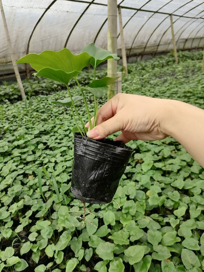 春羽小杯苗10-15公分，大杯，都有现货，。