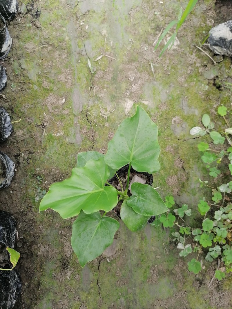 春羽小杯苗10-15公分，大杯，都有现货，。