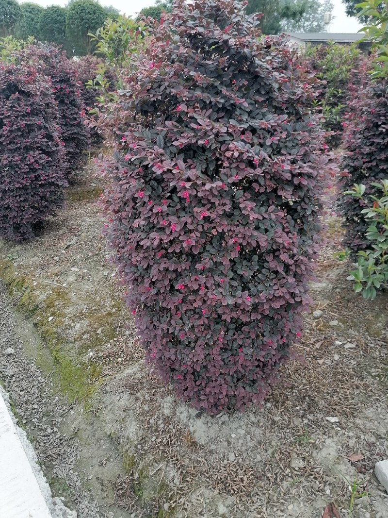 红继木柱子，高度1.5-3米，冠幅60-2米。