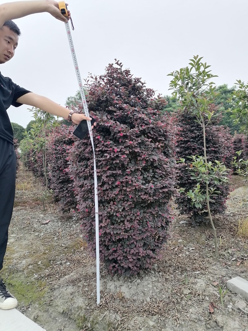 红继木柱子，高度1.5-3米，冠幅60-2米。