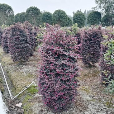 红继木柱子，高度1.5-3米，冠幅60-2米。