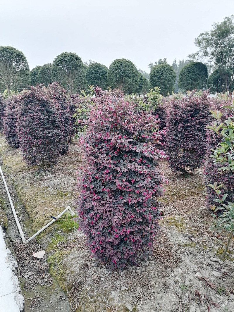 红继木柱子，高度1.5-3米，冠幅60-2米。