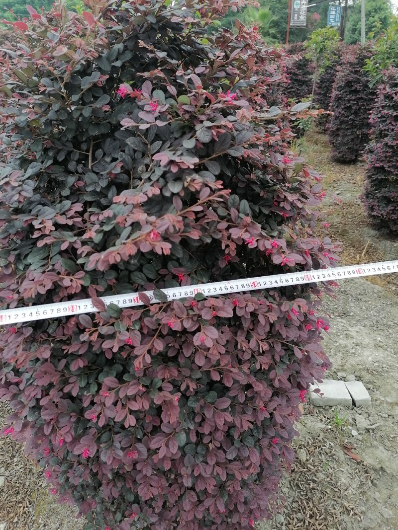 红继木柱子，高度1.5-3米，冠幅60-2米。