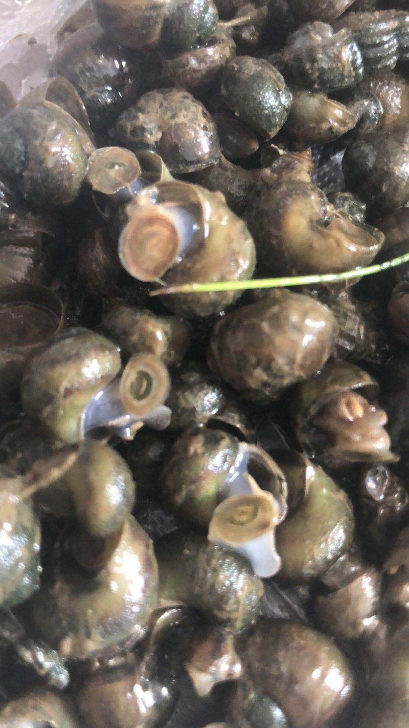 田螺肉