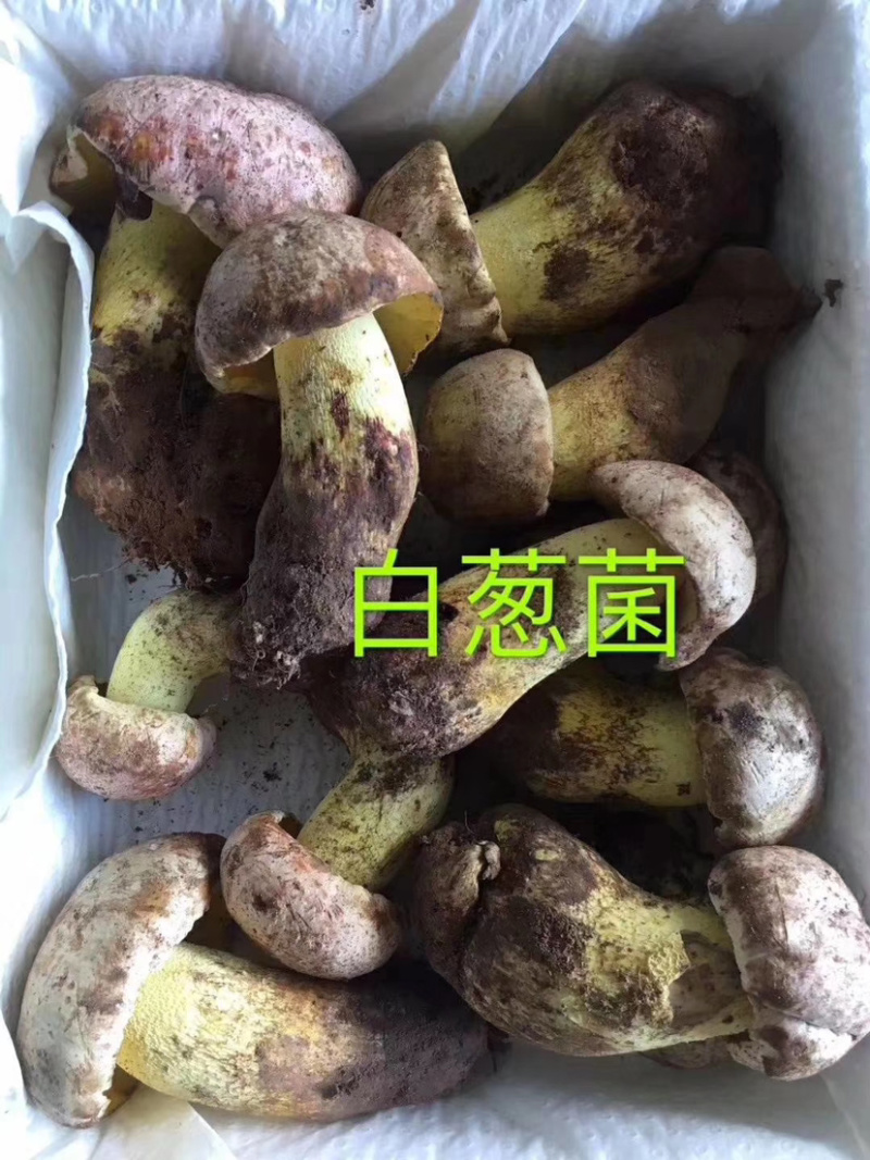 白葱菌白葱菌粉菌见手青牛肝菌精品