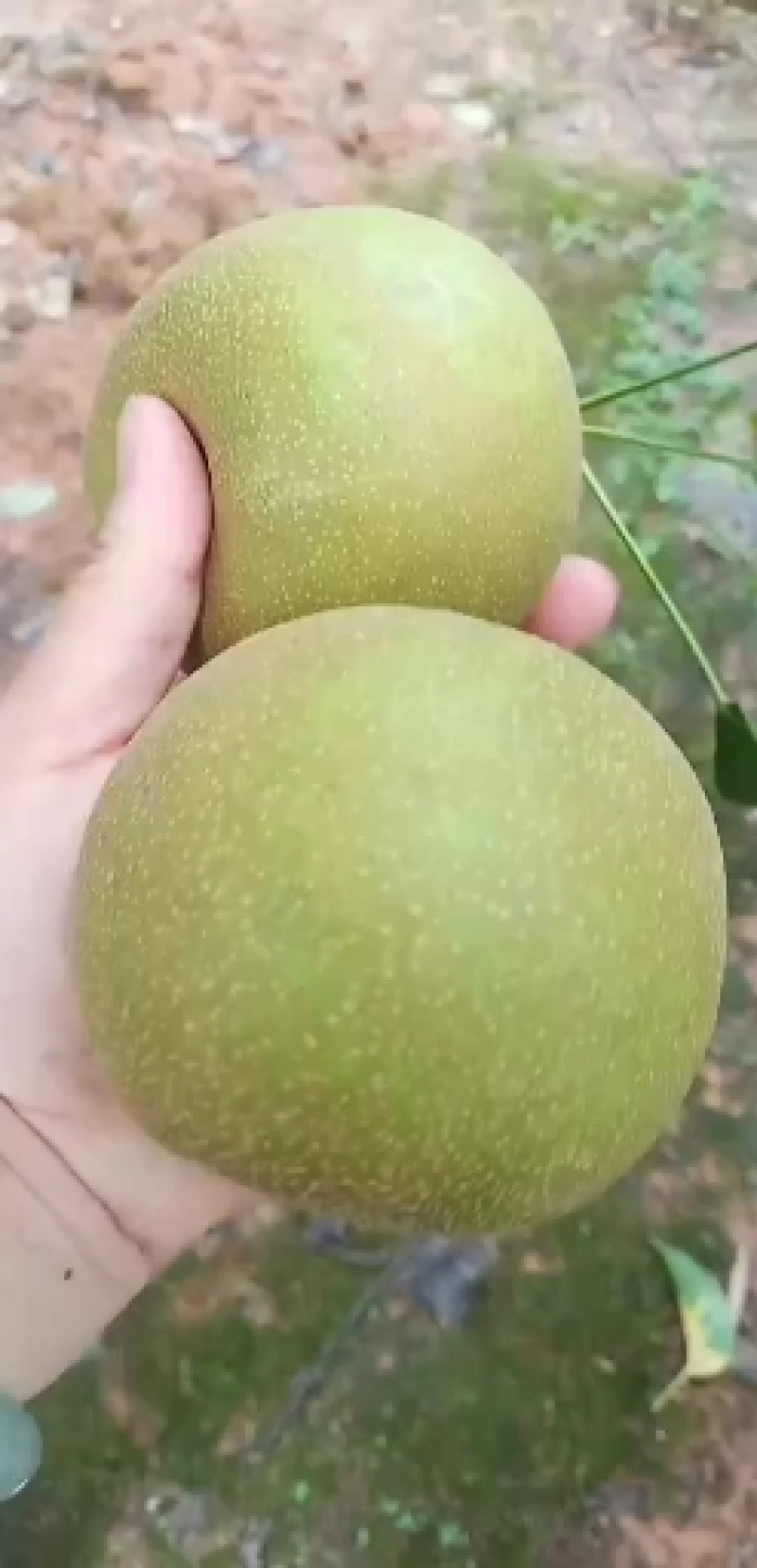 梨