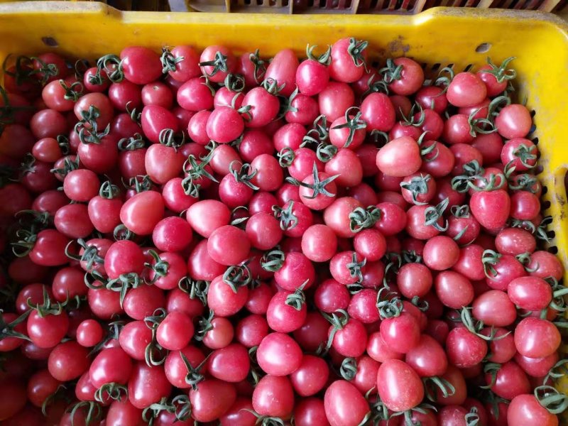 千禧圣女果（粉果小番茄）红果小番茄