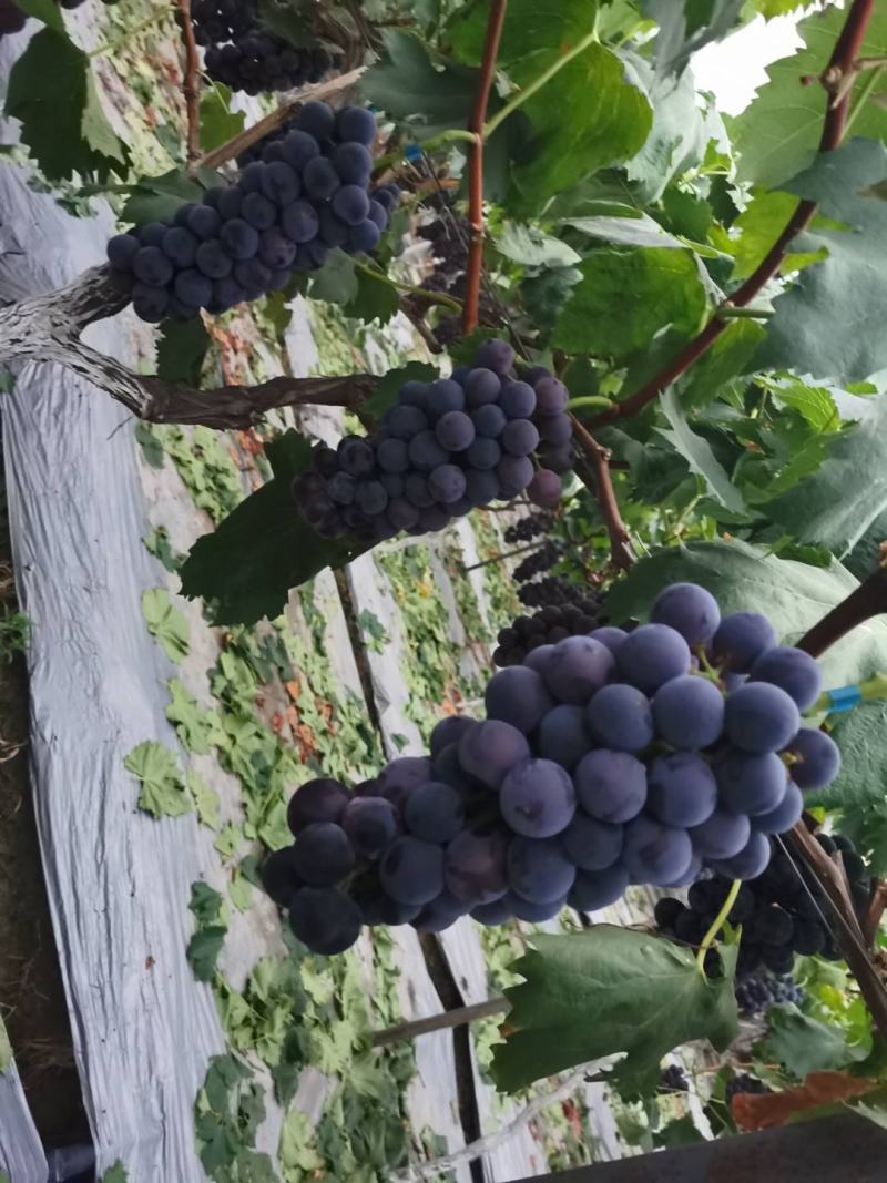 黑色甜菜口感果酸甜介意甚来