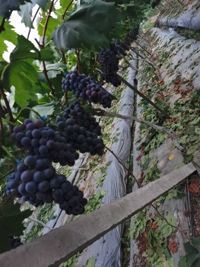 黑色甜菜口感果酸甜介意甚来
