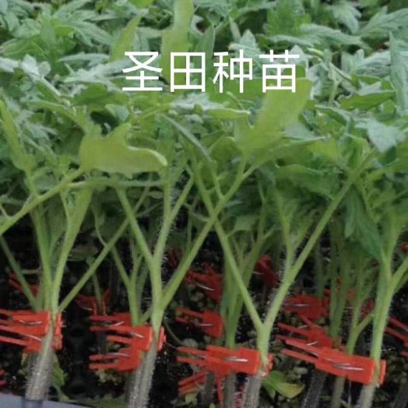 电白正宗千禧圣女果苗