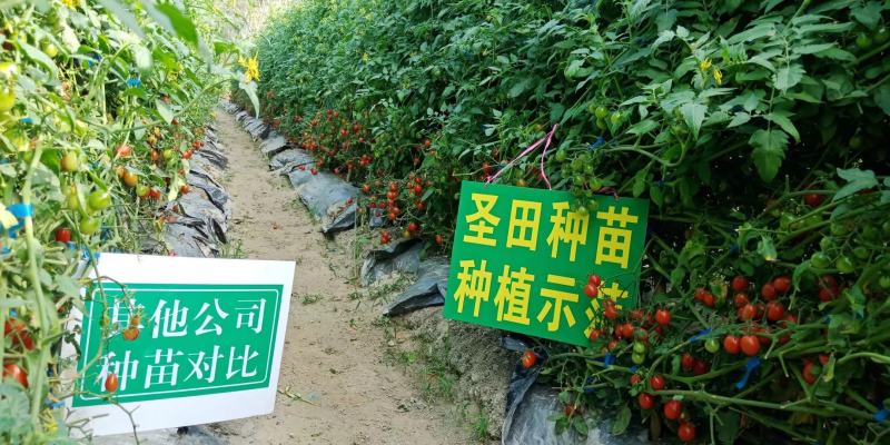 电白正宗千禧圣女果苗